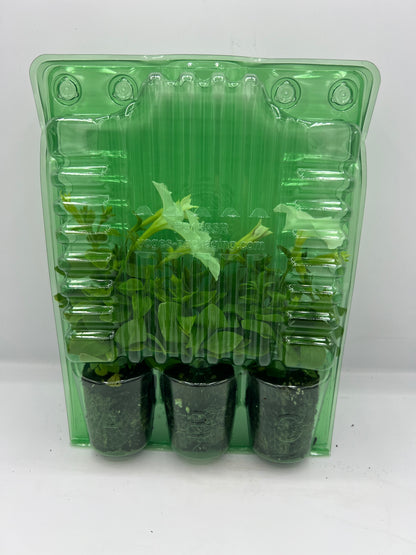 Firefly Petunia 45mm 3pk