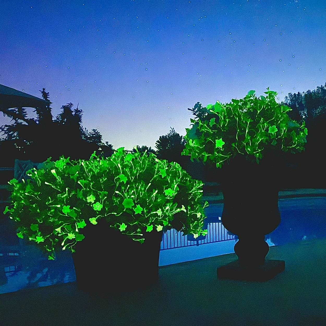 Firefly Petunia 45mm 3pk