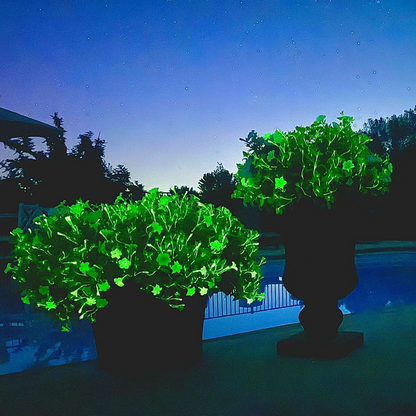 Firefly Petunia 45mm 3pk