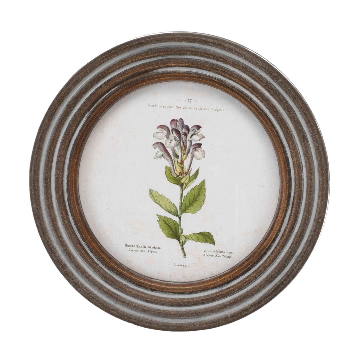 Round Framed Floral Print (Set of 6)