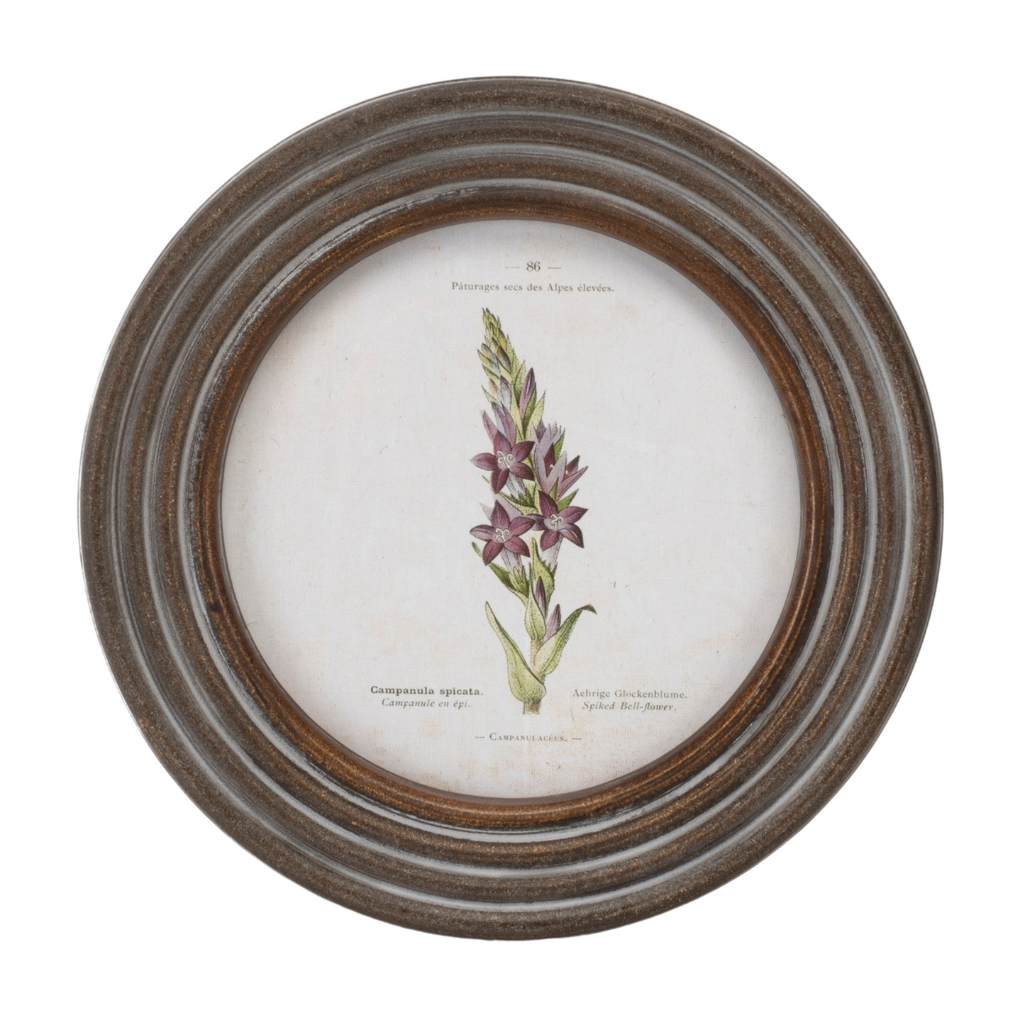Round Framed Floral Print (Set of 6)