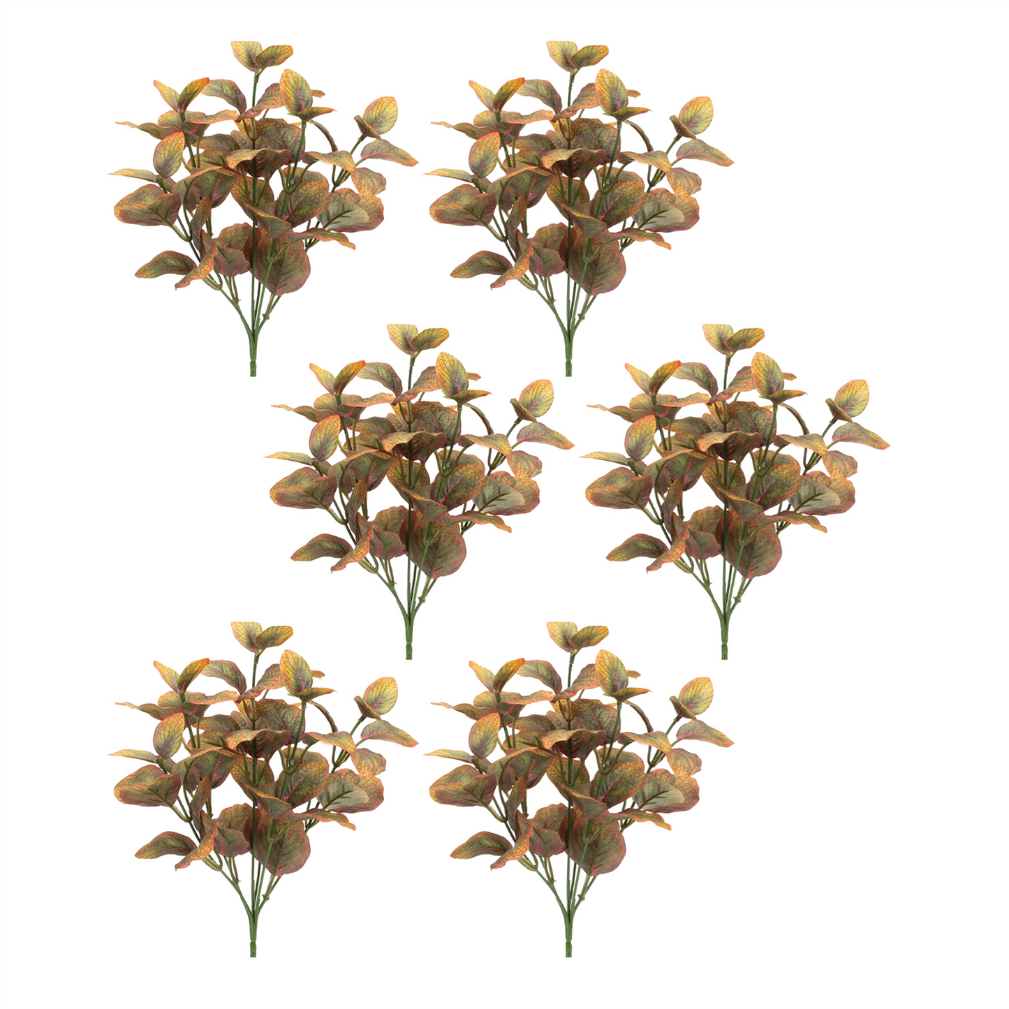 Variegated Foliage Plant (Set of 6)