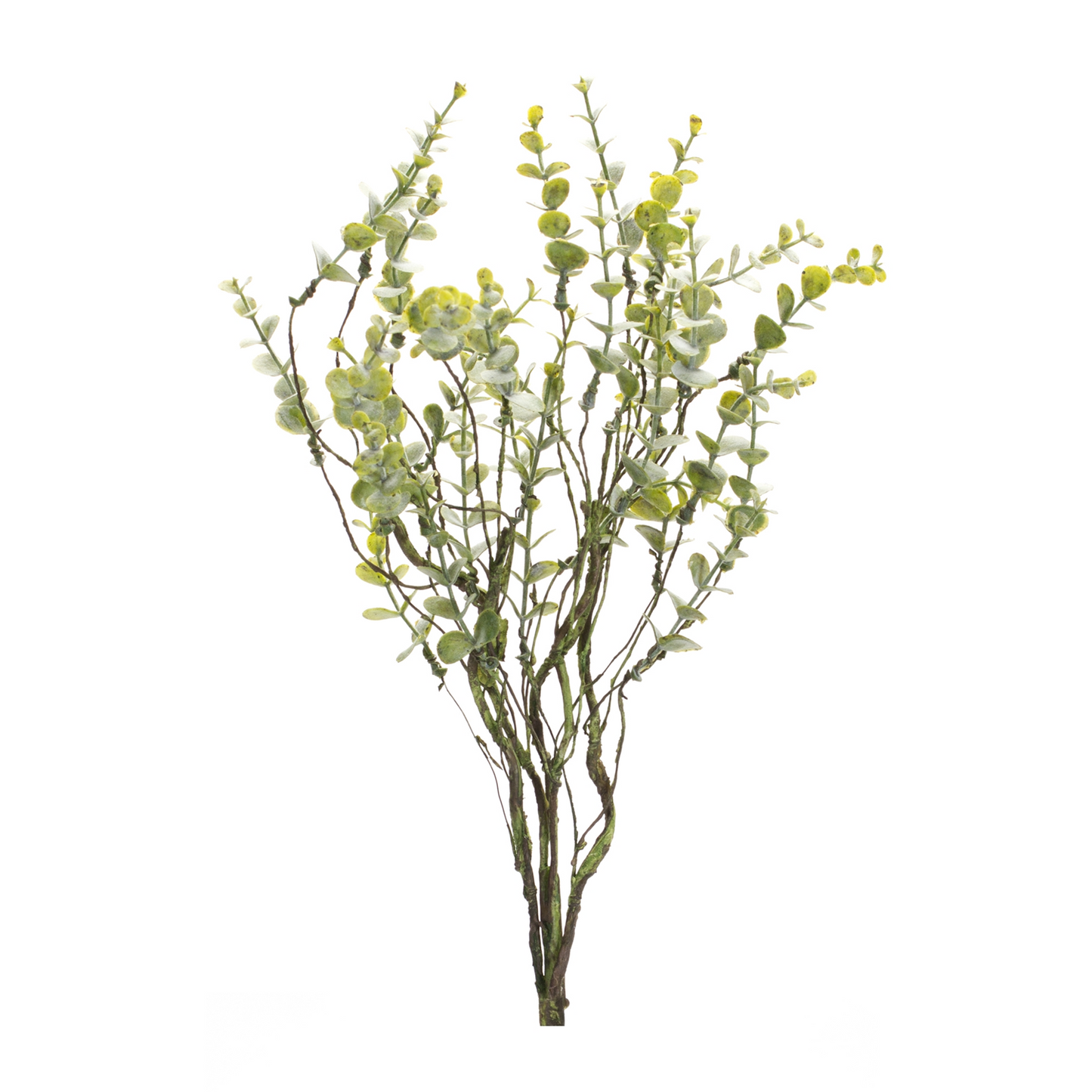 Boxwood Twig Foliage Spray (Set of 6)