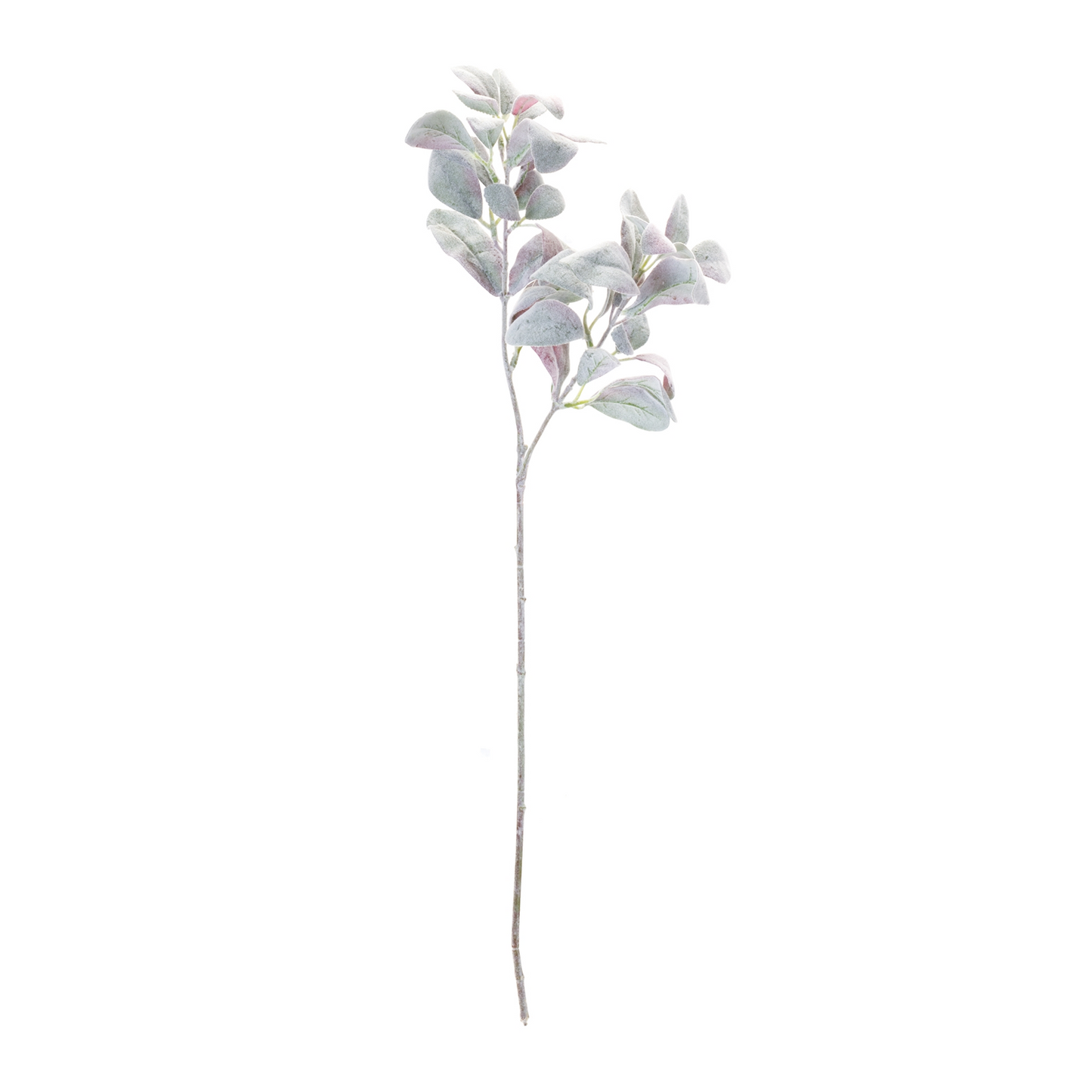 Lamb's Ear Leaf Bush (Set of 6)
