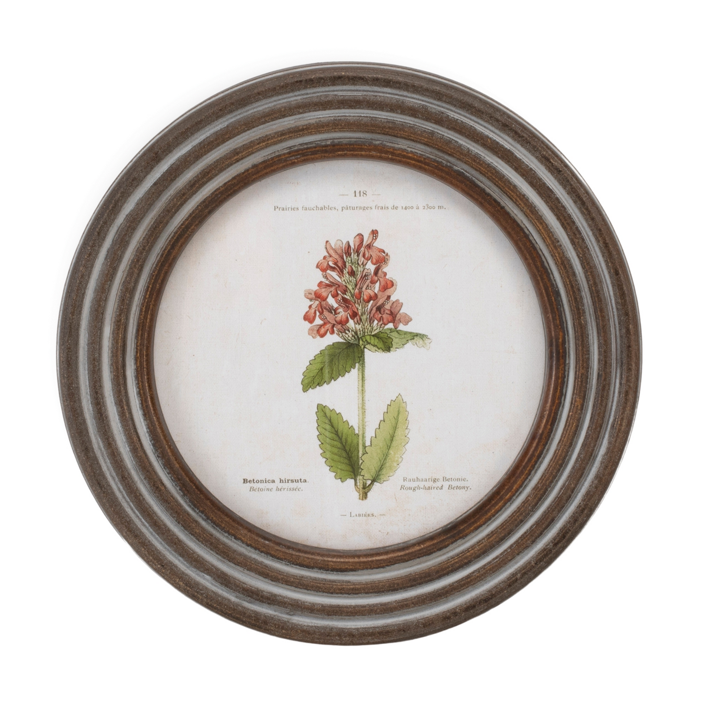 Round Framed Floral Print (Set of 6)