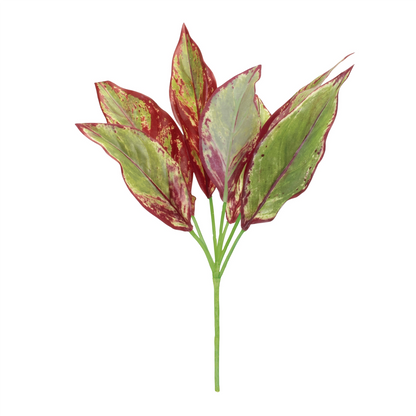 Variegated Foliage Plant (Set of 6)