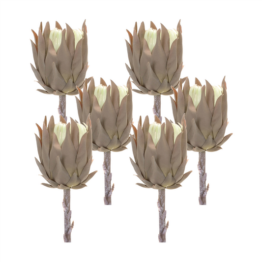 Beige Protea Stem (Set of 6)