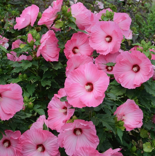 Airbrush Effect Rose Mallow (Hibiscus airbrush 'Effect') - 1 gallon