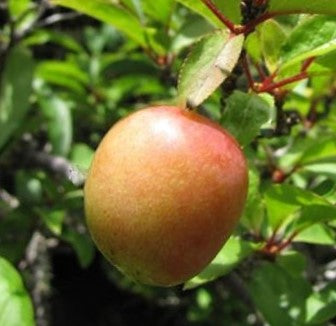 Methley Japanese Plum (Prunus 'Fruit Methley Plum') - 5 gallon
