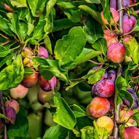 Santa Rosa Japanese Plum (Prunus 'Fruit Santa Rosa Jap. Plum') - 5 gallon