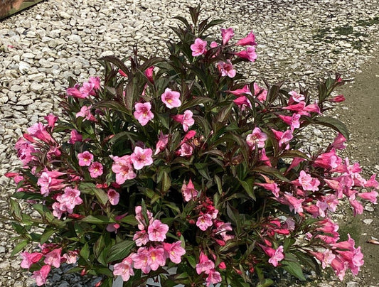 Sonic Bloom® Wine Weigela (Weigela sonic 'Bloom Wine') - 1 gallon