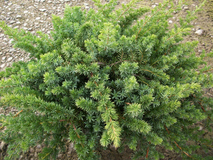 Blue Shore Juniper (Juniperus conferta 'Blue Pacific') - 1 gallon