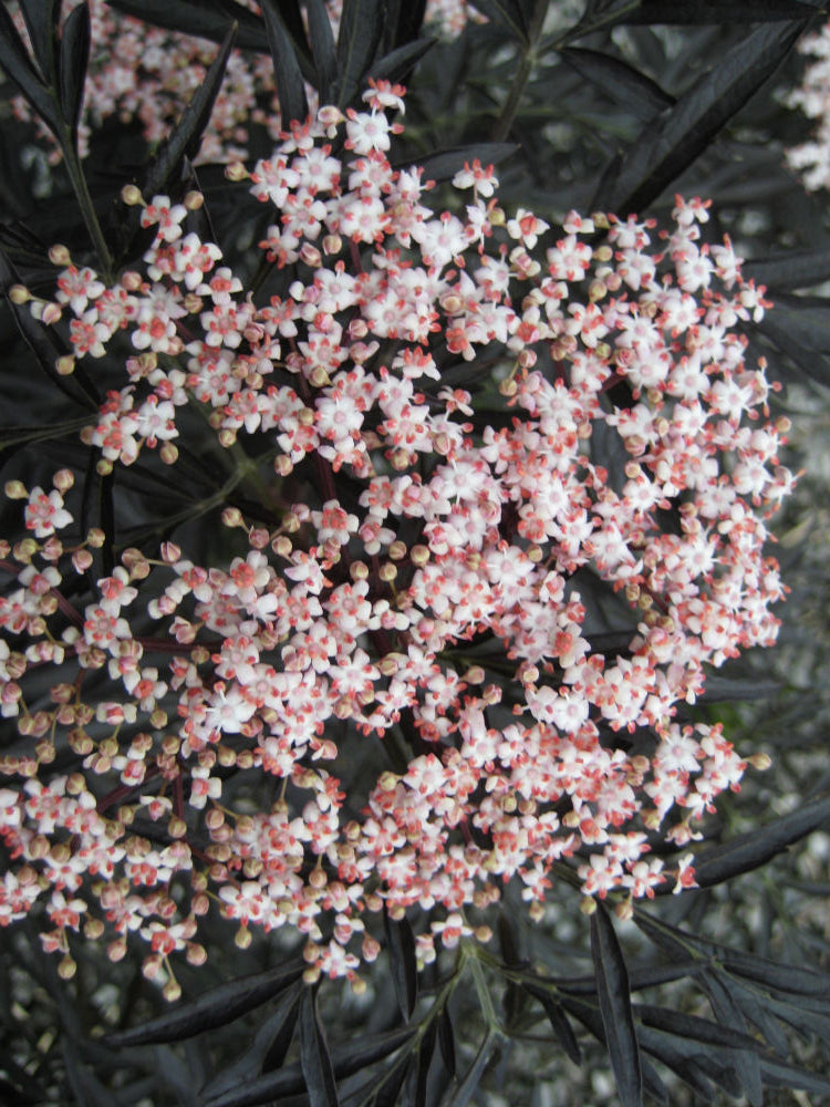 Black Lace® Elderberry (Sambucus nigra 'Eva') - 1 gallon