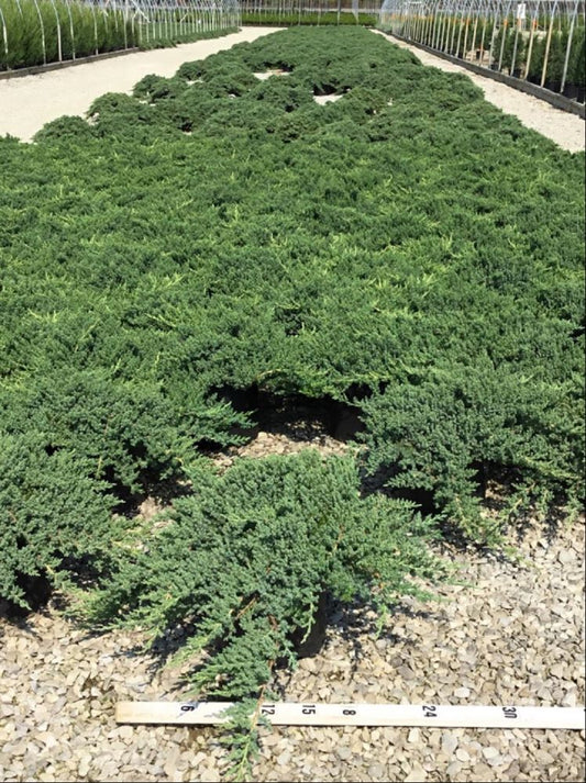 Dwarf Japanese Garden Juniper (Juniperus chinensis 'Nana') - 1 gallon 6"