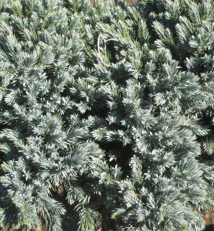 Blue Star Juniper (Juniperus squamata 'Blue Star') - 1 gallon 6"
