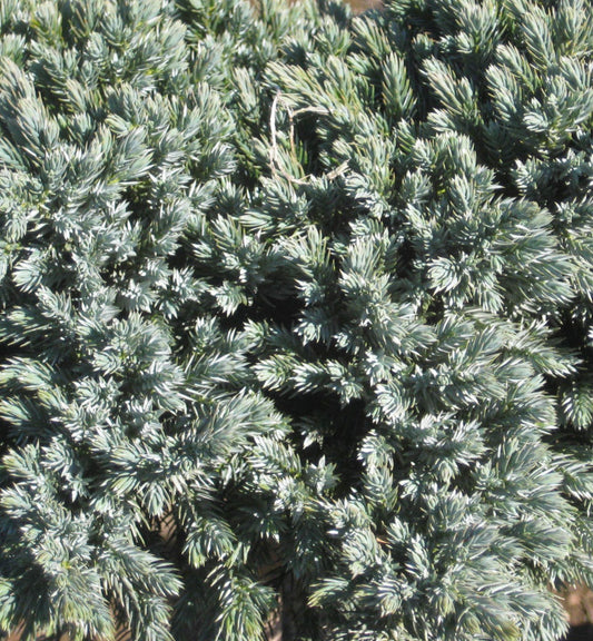 Blue Star Juniper (Juniperus squamata 'Blue Star') - 1 gallon 6"