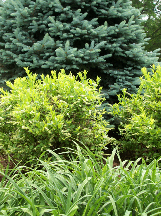 Henry's Garnet Virginia Sweetspire (Itea virginica 'Henry's Garnet') - 1 gallon