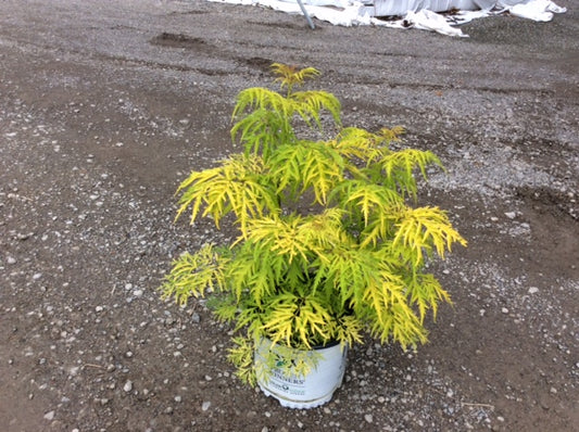 Lemony Lace® Elderberry (Sambucus lemony 'Lace') - 1 gallon