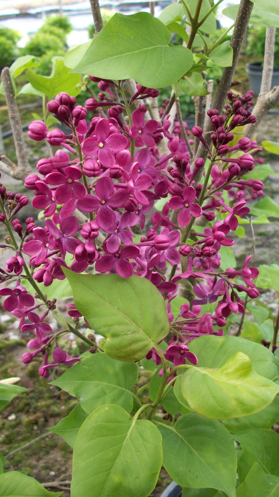 Declaration Lilac (Syringa x hyacinthiflora 'Declaration') - 1 gallon ...