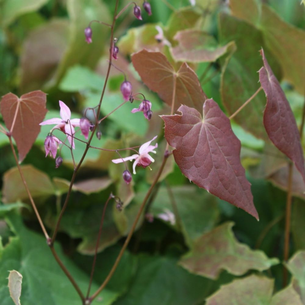 Pink Elf Barrenwort (Epimedium 'Pink Elf') - 1 gallon