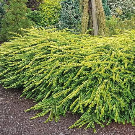Thunderbolt® Box Honeysuckle (Lonicera thunderbolt 'G3') - 3 gallon
