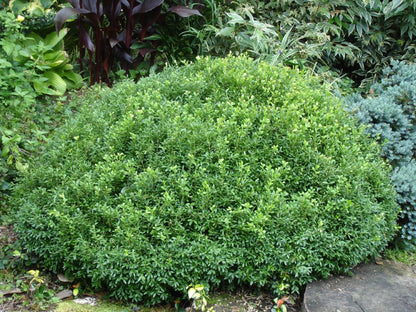 NewGen Liberty Bell™ Boxwood (Buxus newgen 'Liberty Belle') - 1 gallon 8"