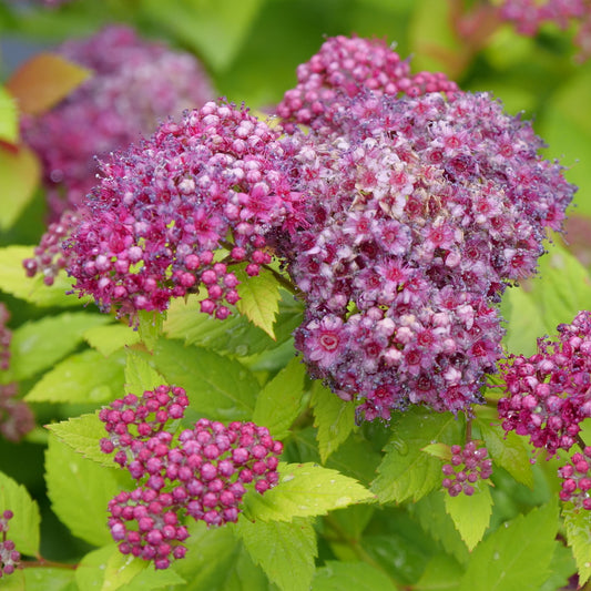 Double Play Dolly® Spirea (Spiraea JAP 'Dbl Play Dolly') - 3 gallon 15"