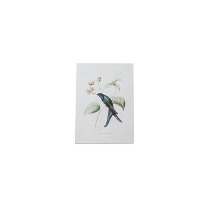 Tabletop Encyclopedia Hummingbird Print (Set of 4)