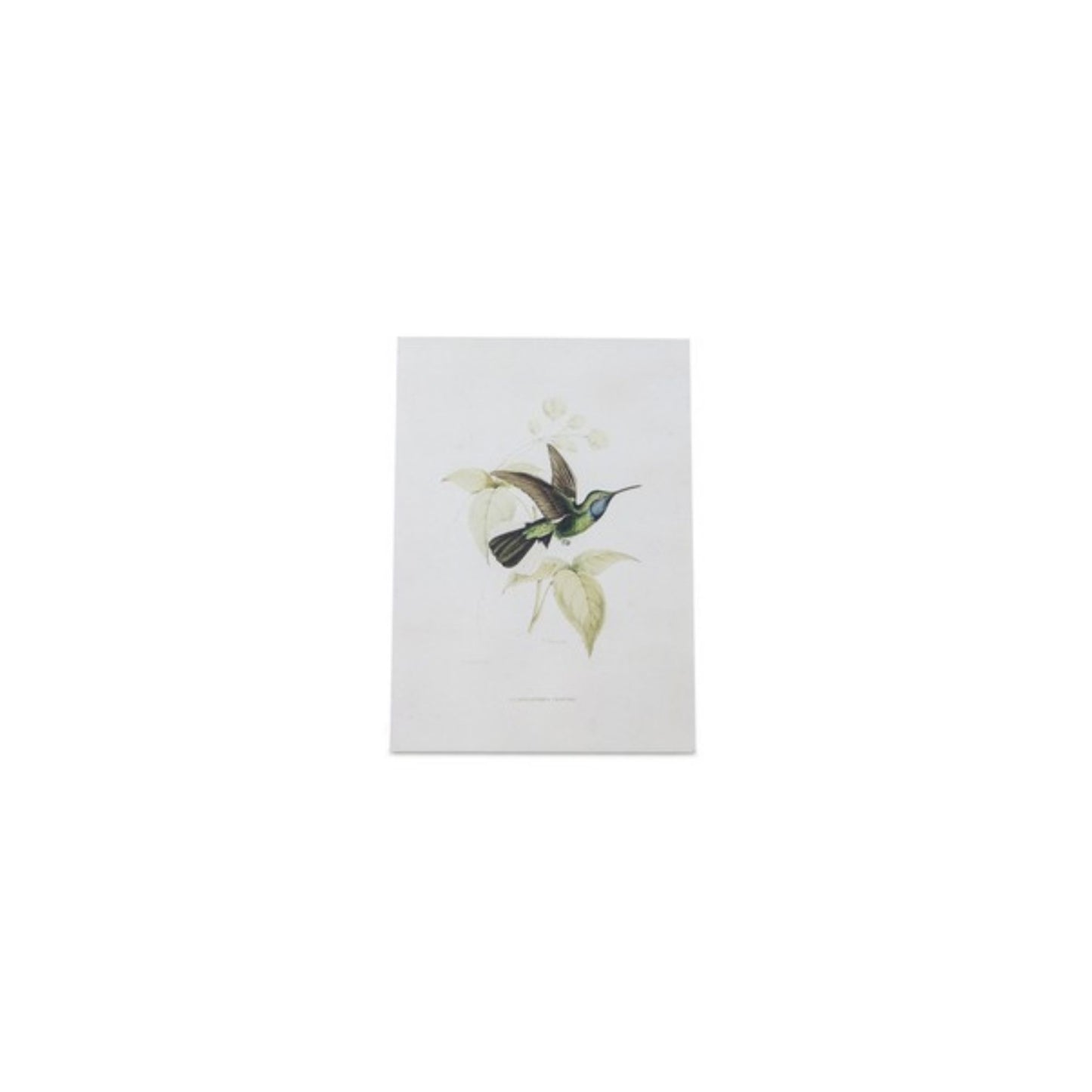 Tabletop Encyclopedia Hummingbird Print (Set of 4)