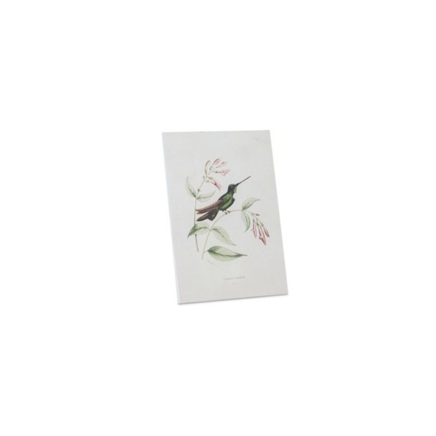 Tabletop Encyclopedia Hummingbird Print (Set of 4)