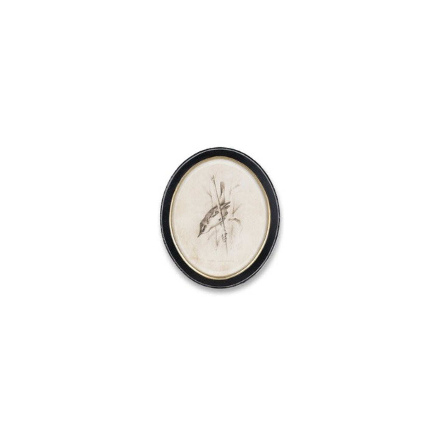 Framed Bird Print (Set of 4)