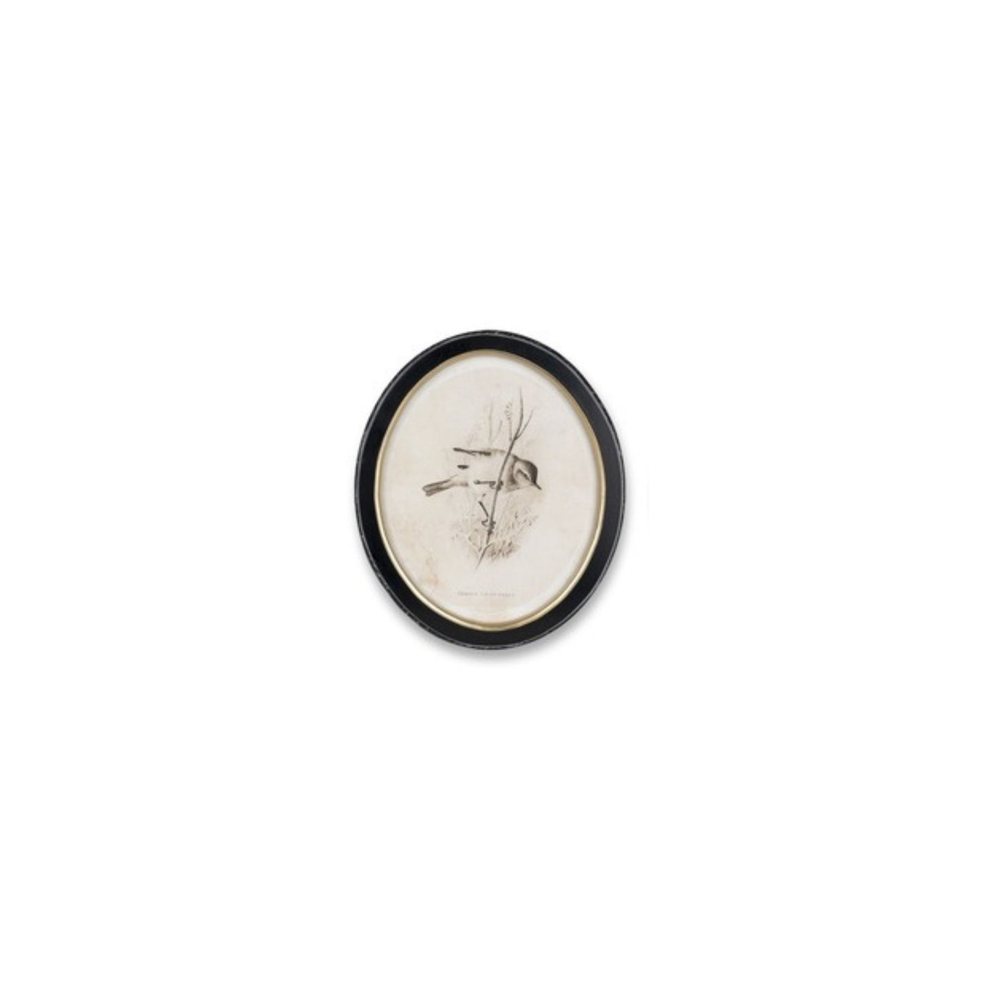 Framed Bird Print (Set of 4)