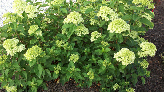 Little Lime® Panicle Hydrangea (Hydrangea paniculata 'Jane') - 3 gallon