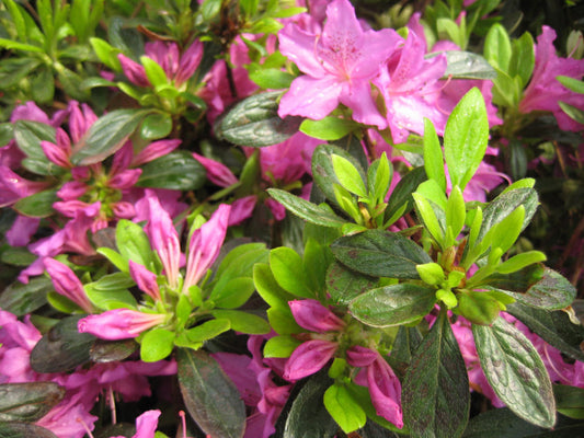 Herbert Azalea (Azalea x 'Herbert') - 3 gallon 15"