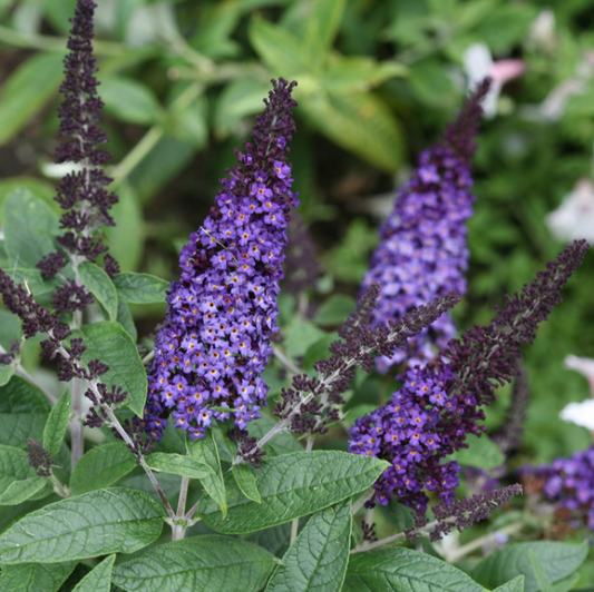 Pugster Blue® Butterfly Bush (Buddleia 'Pugster Blue') - 2 gallon