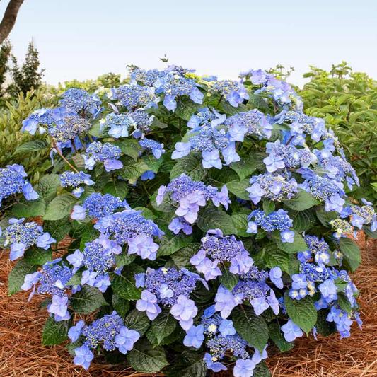 Pop Star® Reblooming Hydrangea (Hydrangea macrophylla 'Pop Star') - 2 gallon