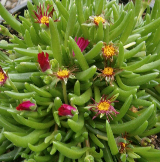 Jewel of Desert® Garnet Ice Plant (Delosperma delosperma 'Jewel of Desert Garnet') - 1 gallon