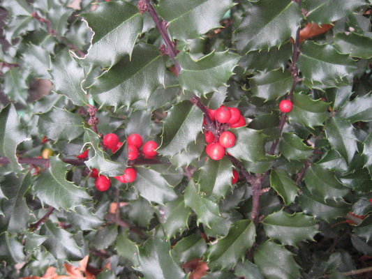Blue Princess™ Holly (Ilex x meserveae 'Blue Princess') - 3 gallon 15"