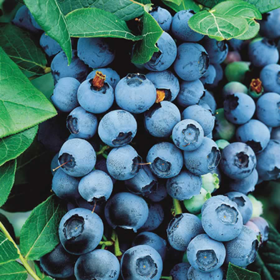 Bluecrop Highbush Blueberry (Vaccinium bluecrop 'Bluecrop') - 1 gallon 10"