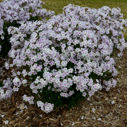 'Opening Act Pink-a-Dot' Hybrid Phlox (Phlox paniculata 'Opening Act Pink A Dot') -