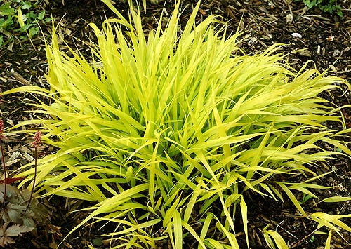 Japanese Forest Grass (Hakonechloa macra 'All Gold') - 1 gallon