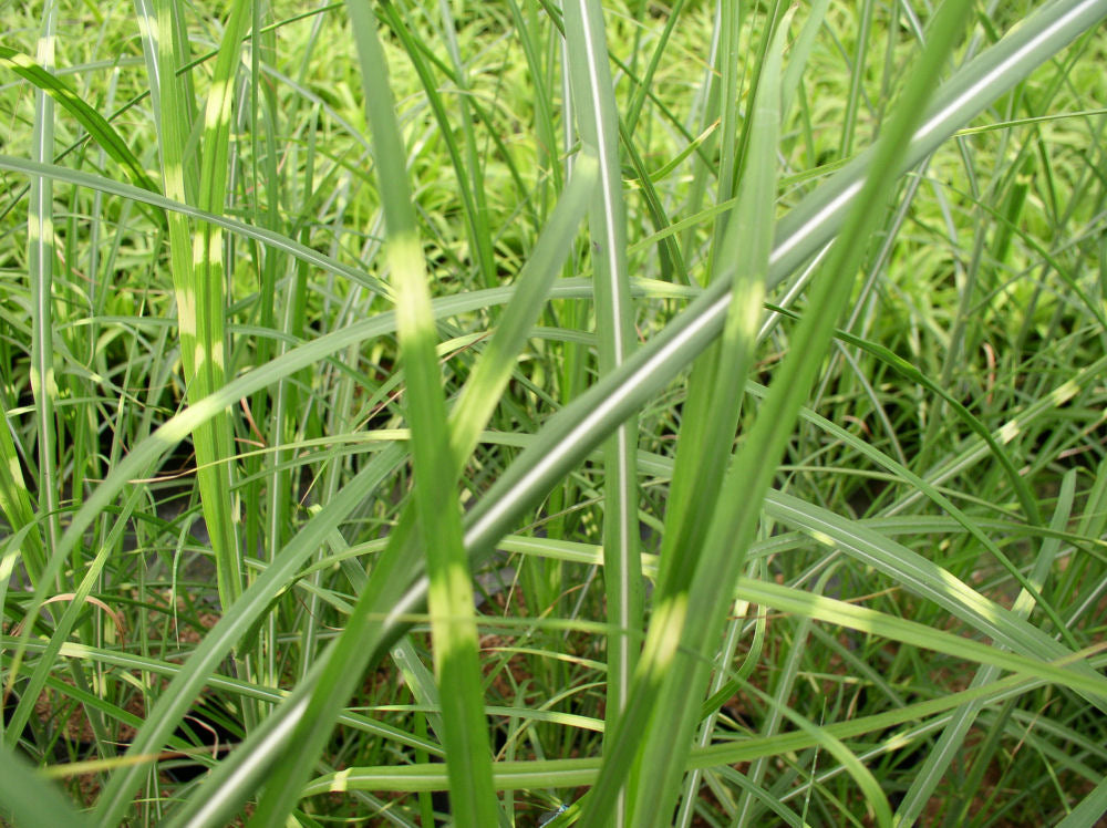 Zebra Grass (Miscanthus sinensis 'Zebrinus') - 3 gallon