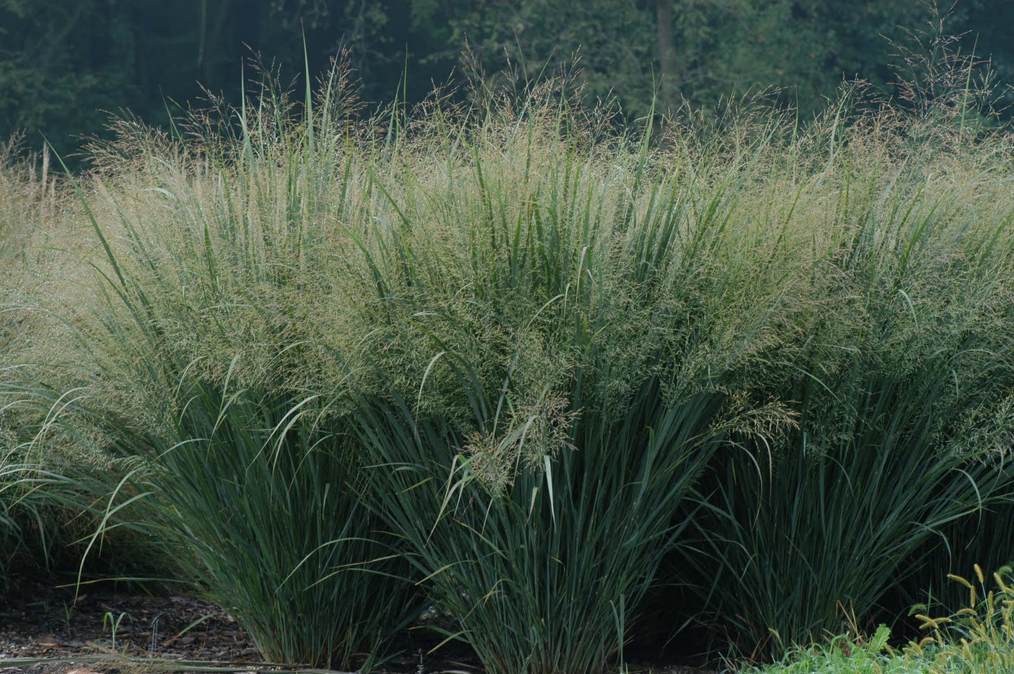Northwind Switch Grass (Panicum virgatum 'Northwind') - 2 gallon