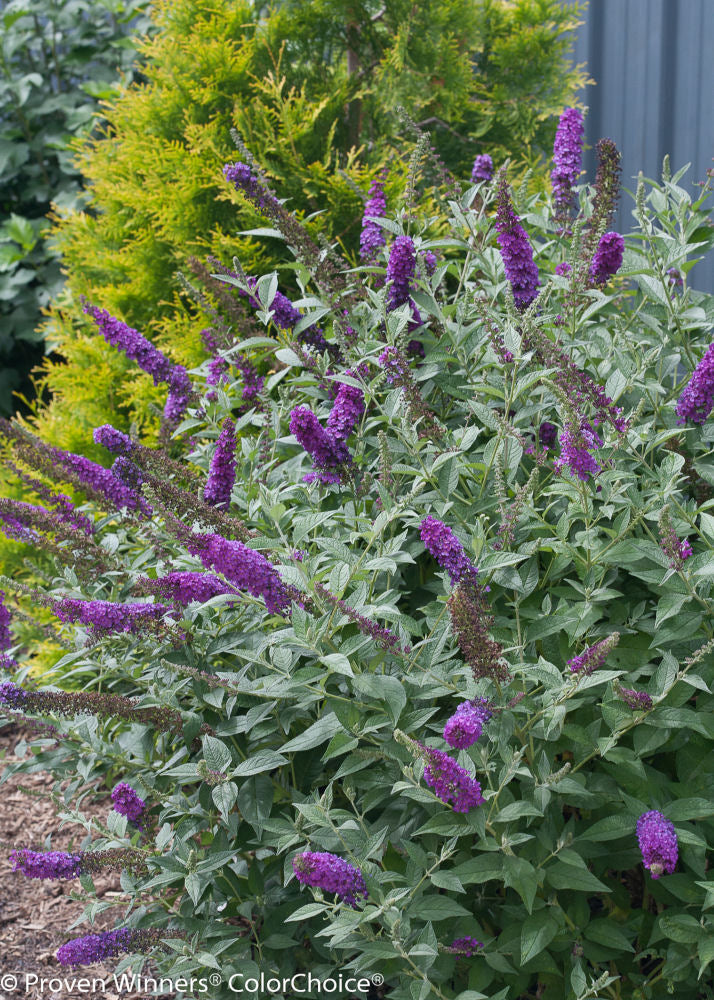 'Miss Violet' Butterfly bush (Buddleia x ’Miss Violet’) - 3 gallon