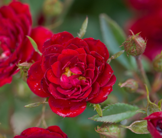 Rose Chi™ (Rosa E.E 'Chi') - 2 gallon