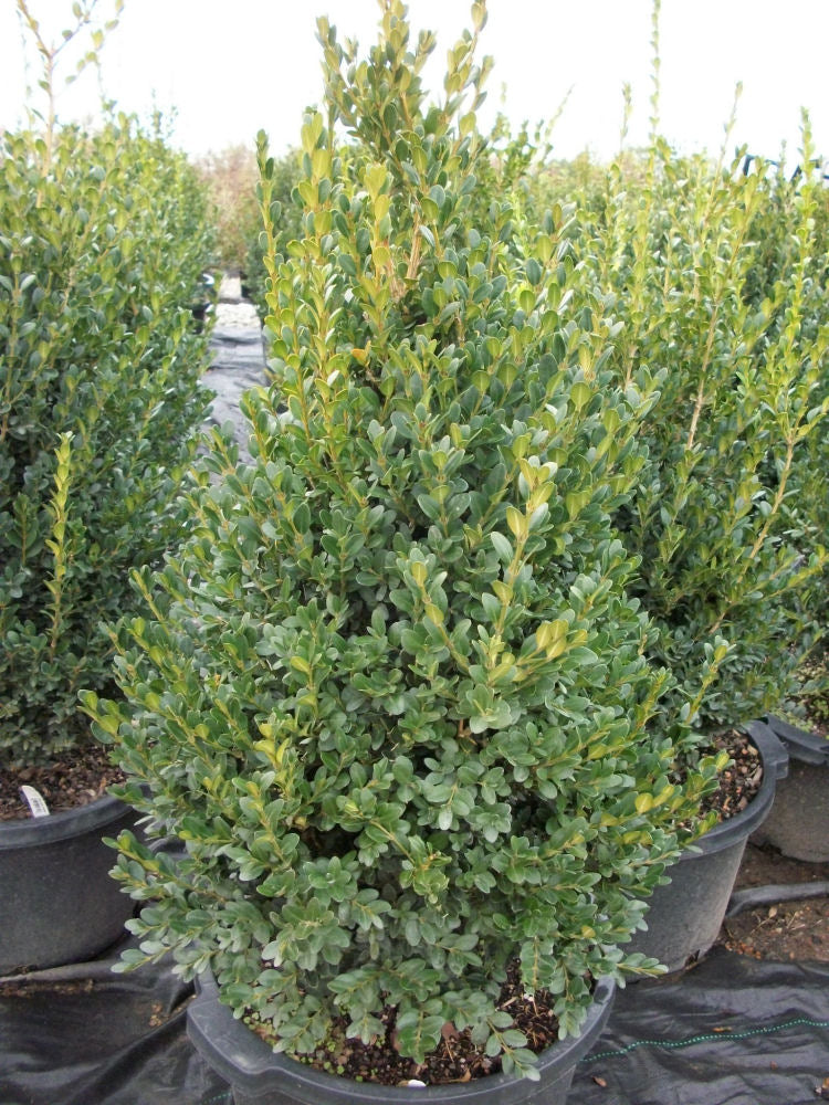 Green Mountain Boxwood (Buxus microphylla 'Green Mountain') - 3 gallon 24"