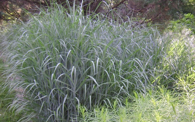 Heavy Metal Switch Grass (Panicum virgatum 'Heavy Metal') - 3 gallon