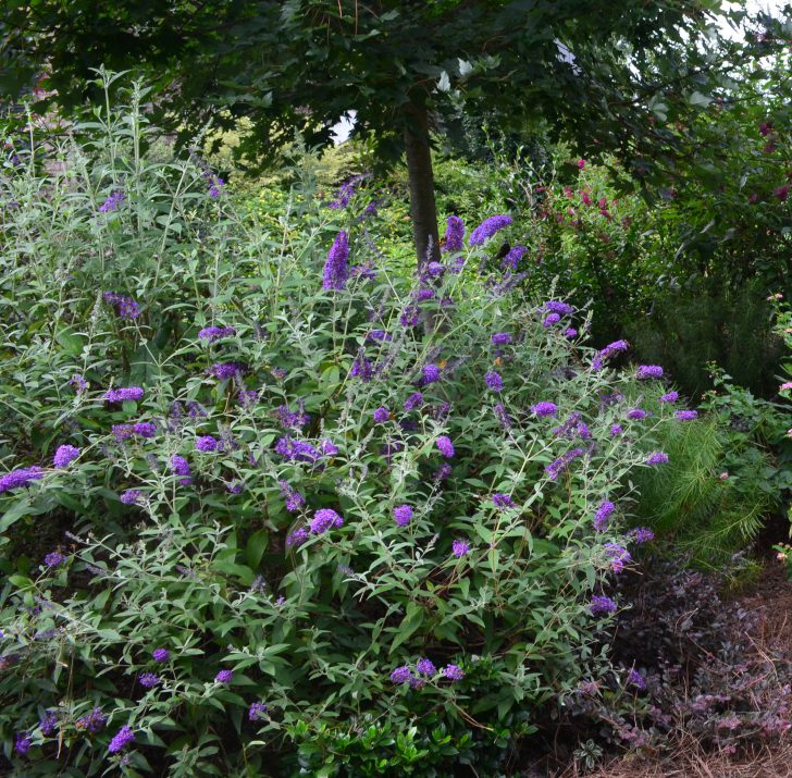 Groovy Grape™ Butterfly Bush (Buddleia ‘Groovy Grape') - 2 gallon