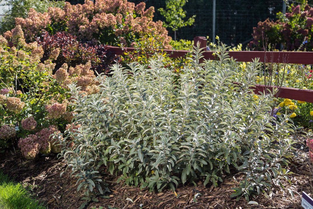 Iceberg Alley® Sageleaf Willow (Salix 'C Iceberg Alley') - 3 gallon