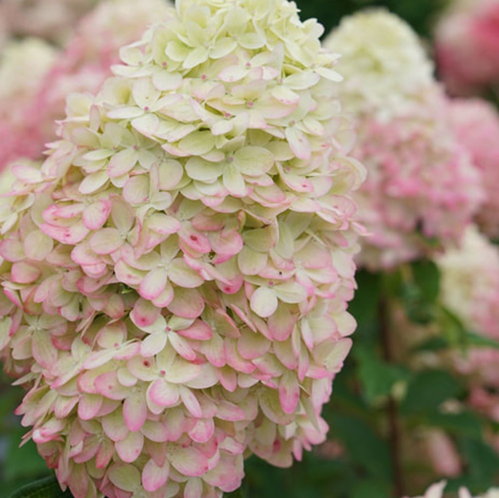 Limelight Prime® Panicle Hydrangea (Hydrangea 'P Limelight Prime') - 3 gallon